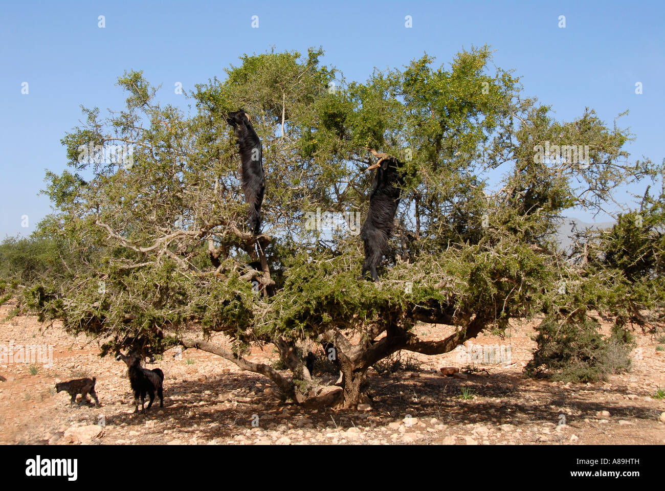 Ziegen Klettern auf Baum endemische Argan Argania Spinosa südwestlichen Marokko Stockfoto