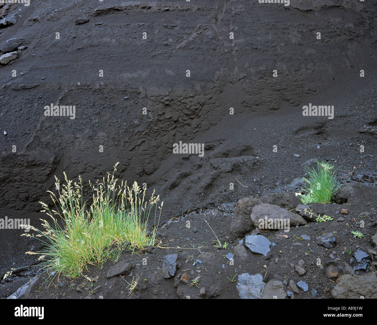 Rasen wächst auf schwarzer Lavaasche, Thorsmoerk, Island Stockfoto