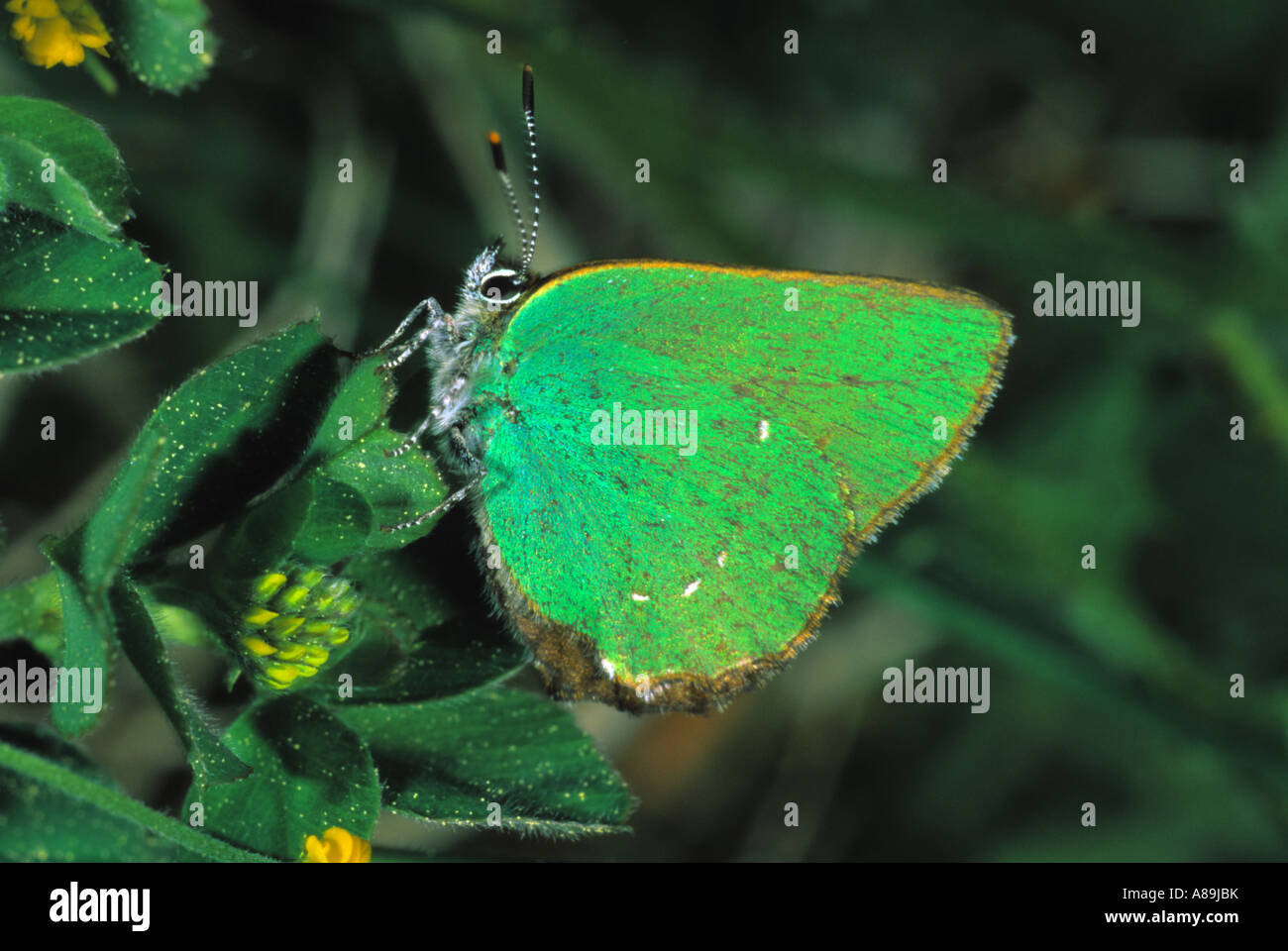 Grüner Zipfelfalter (Callophrys Rubi), Stockfoto