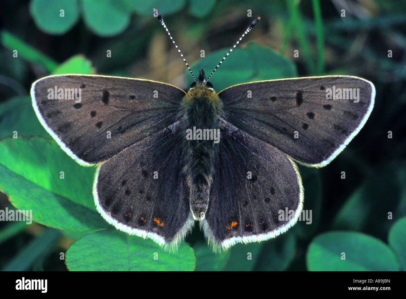 Braun-Kupfer (Lycaena Tityrus), Stockfoto