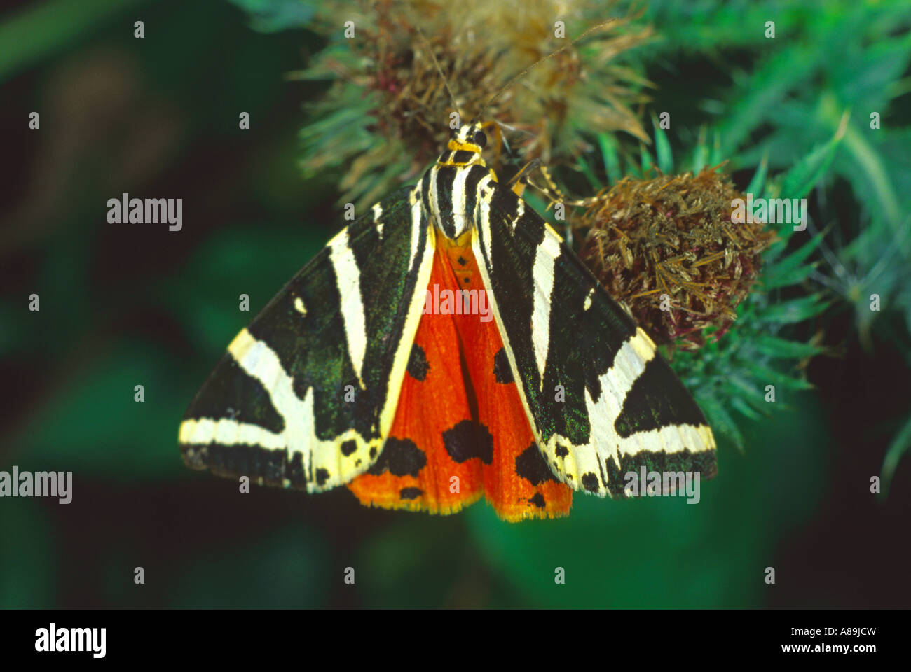 Jersey Tiger Moth (Panaxia Quadripunctaria) Stockfoto