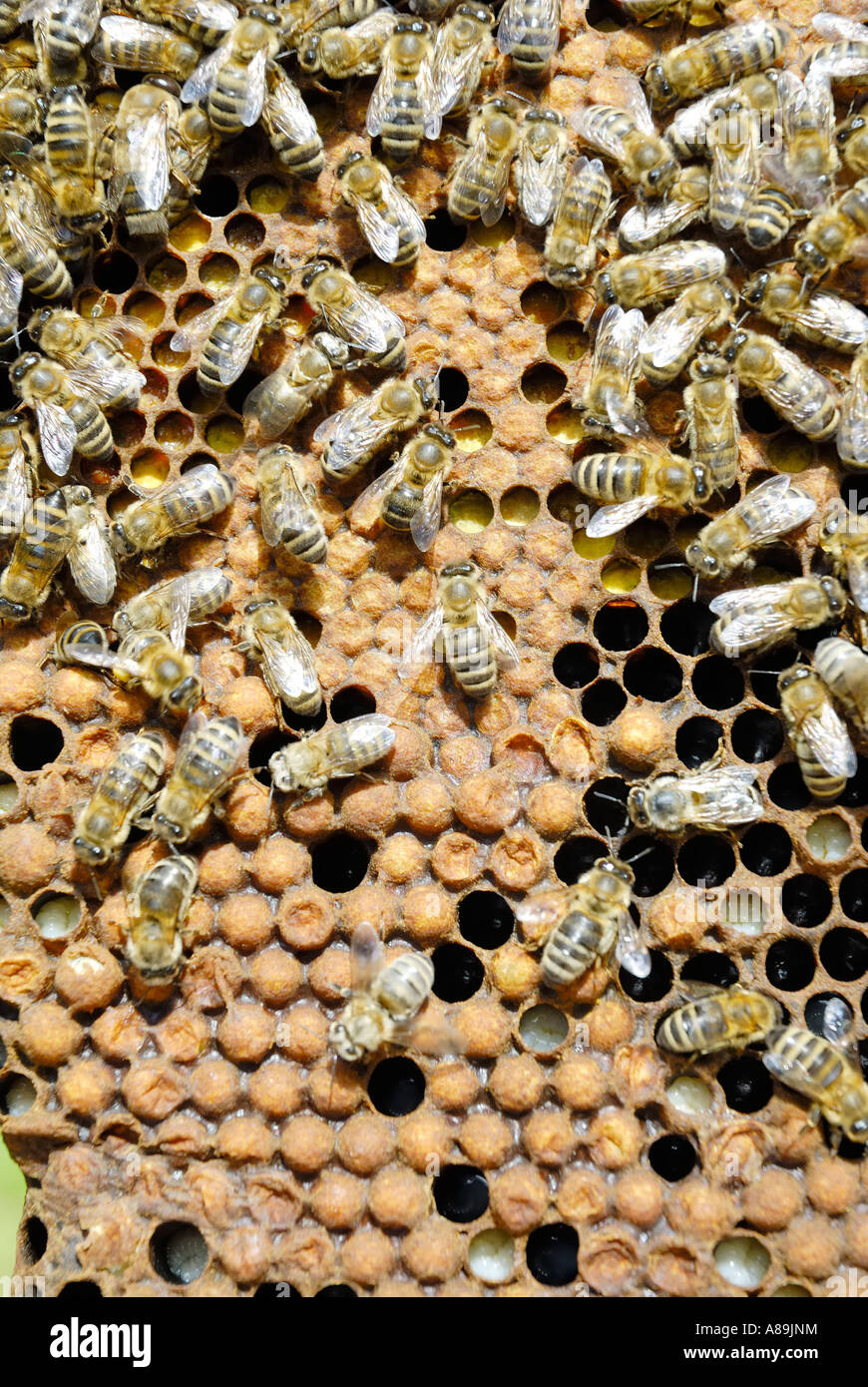 Bienen, apis Melifera Ssp Carnica auf den geschlossenen Zellen der Drohne verknitterten Stockfoto