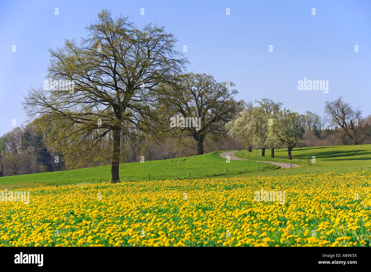 Wiese mit löwenzahn und einzelnen bäumen Fotos und Bildmaterial in