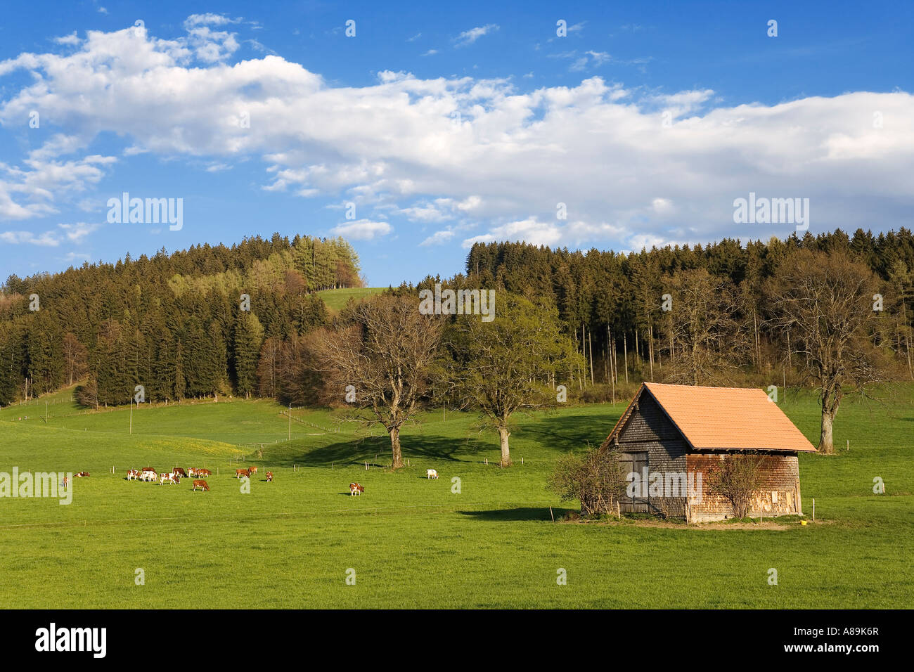 Rinder im Frühjahr auf einer Weide, Sinn Bezirk, Kanton Freiburg, Schweiz Stockfoto