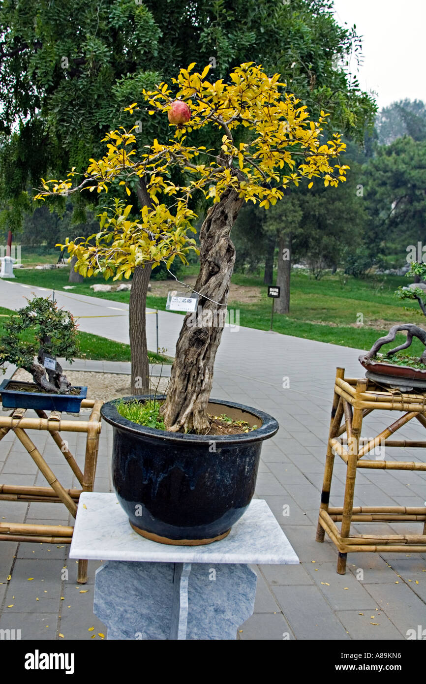 Bonsai granatapfelbaum -Fotos und -Bildmaterial in hoher Auflsung  Alamy