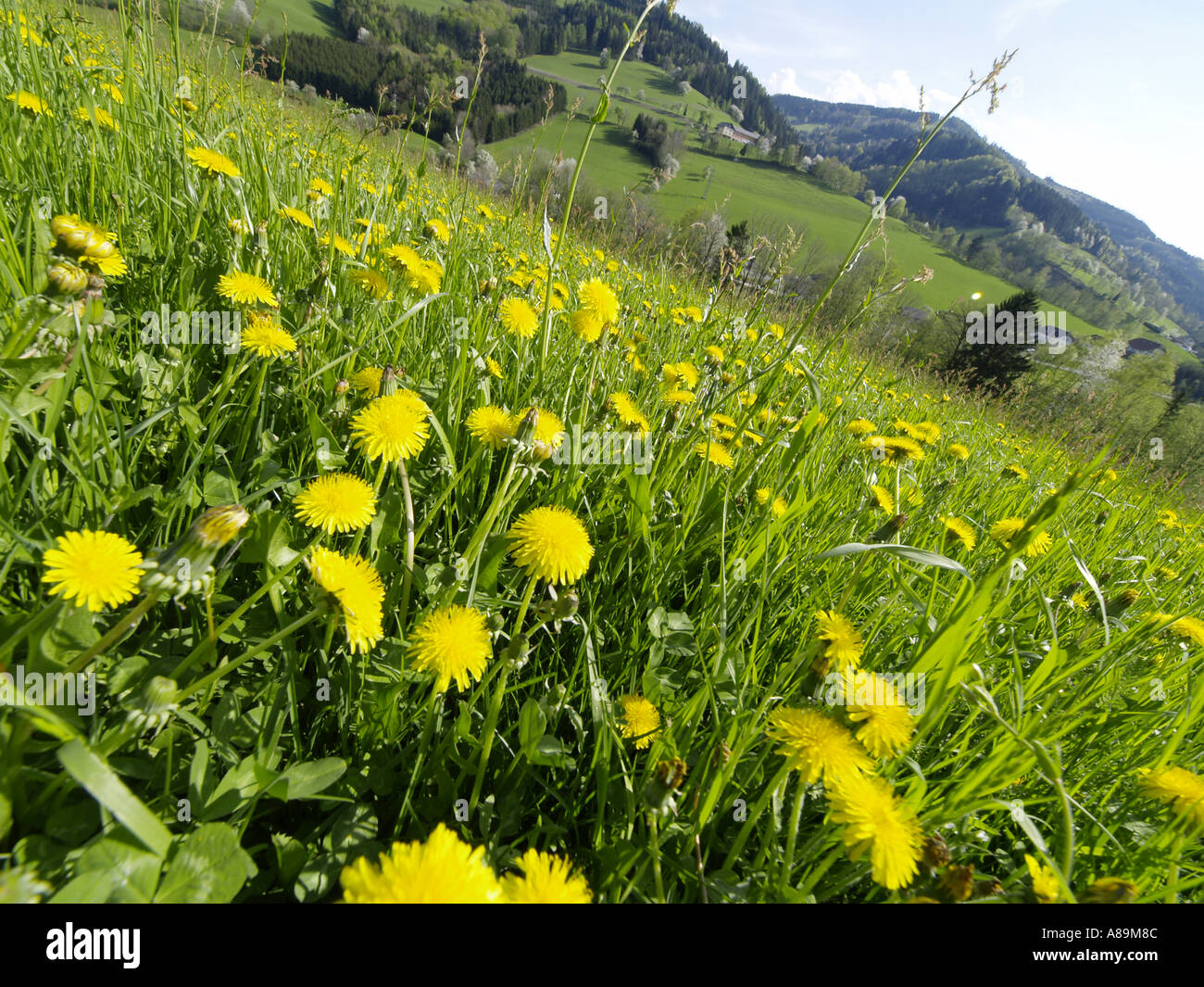 Löwenzahn-Weide Stockfoto