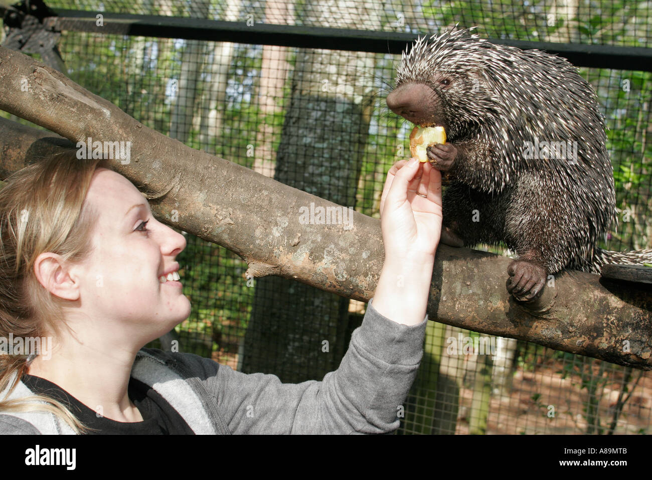 Gainesville Florida, Santa Fe Community College, Schule, Campus, Teaching Zoo, prähensiles Schwanzschwein, Studenten Bildung Schüler Schüler, Fütterung, Stockfoto