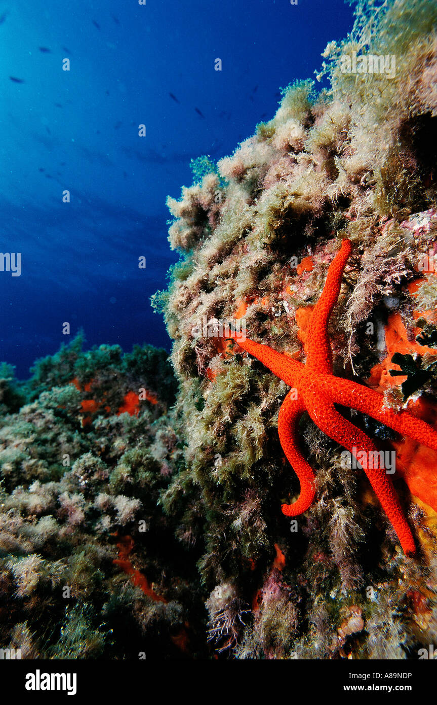 Red Sea Star schlendern langsam Stockfoto