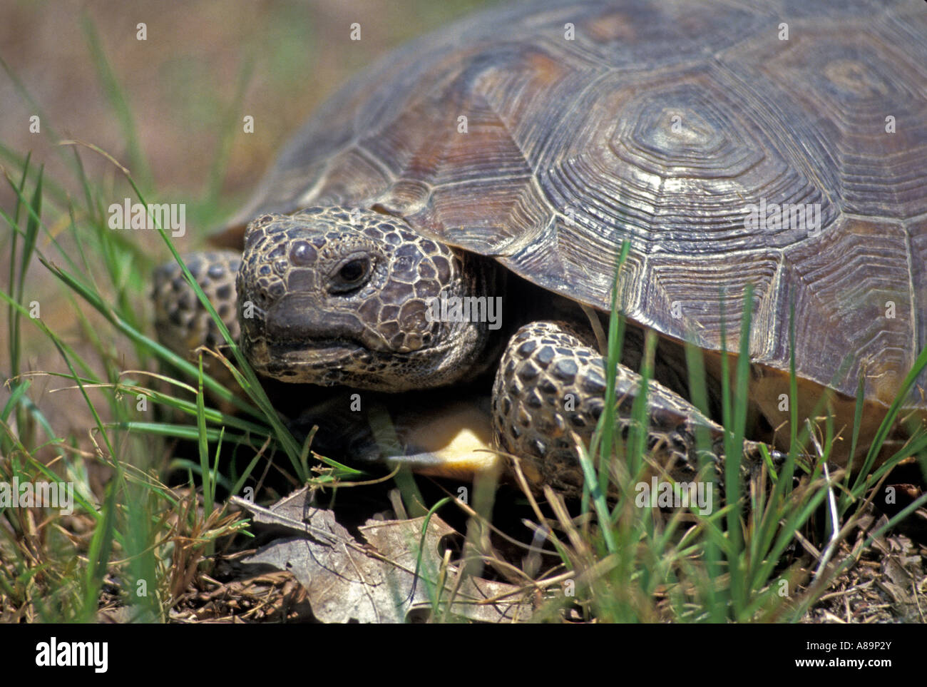 Gopher Schildkröte Gopherus Polyphemus Spaziergang durch Rasen Stockfoto