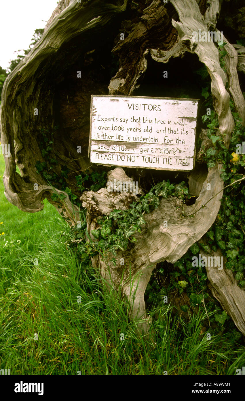 Berkshire Aldworth Kirche Yew Tree 1000 Jahre alt Stockfoto