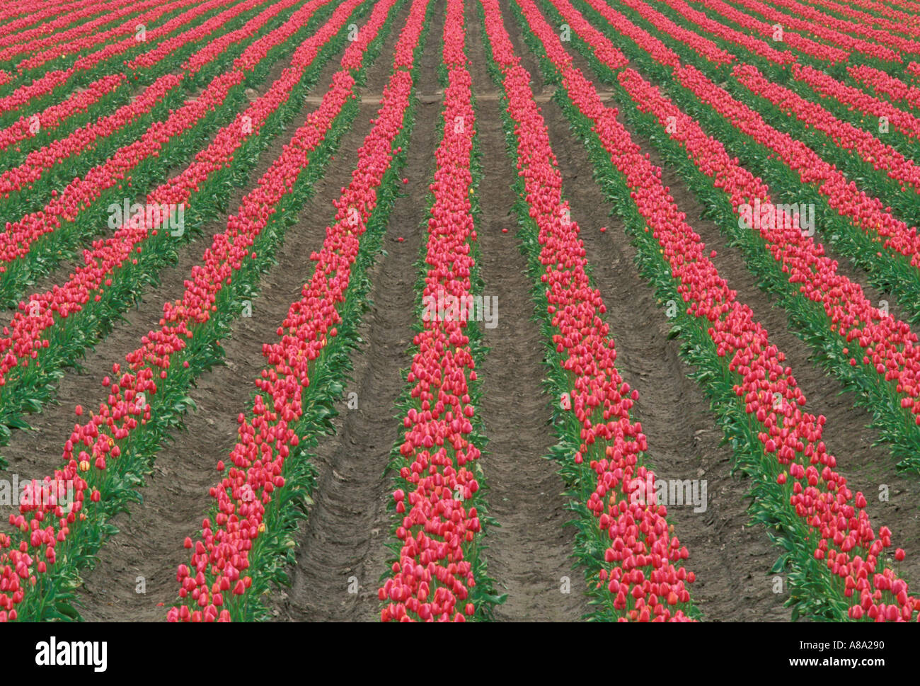 Reihen von roten Tulpen im Bereich Mount Vernon Skagit Valley Washington Stockfoto