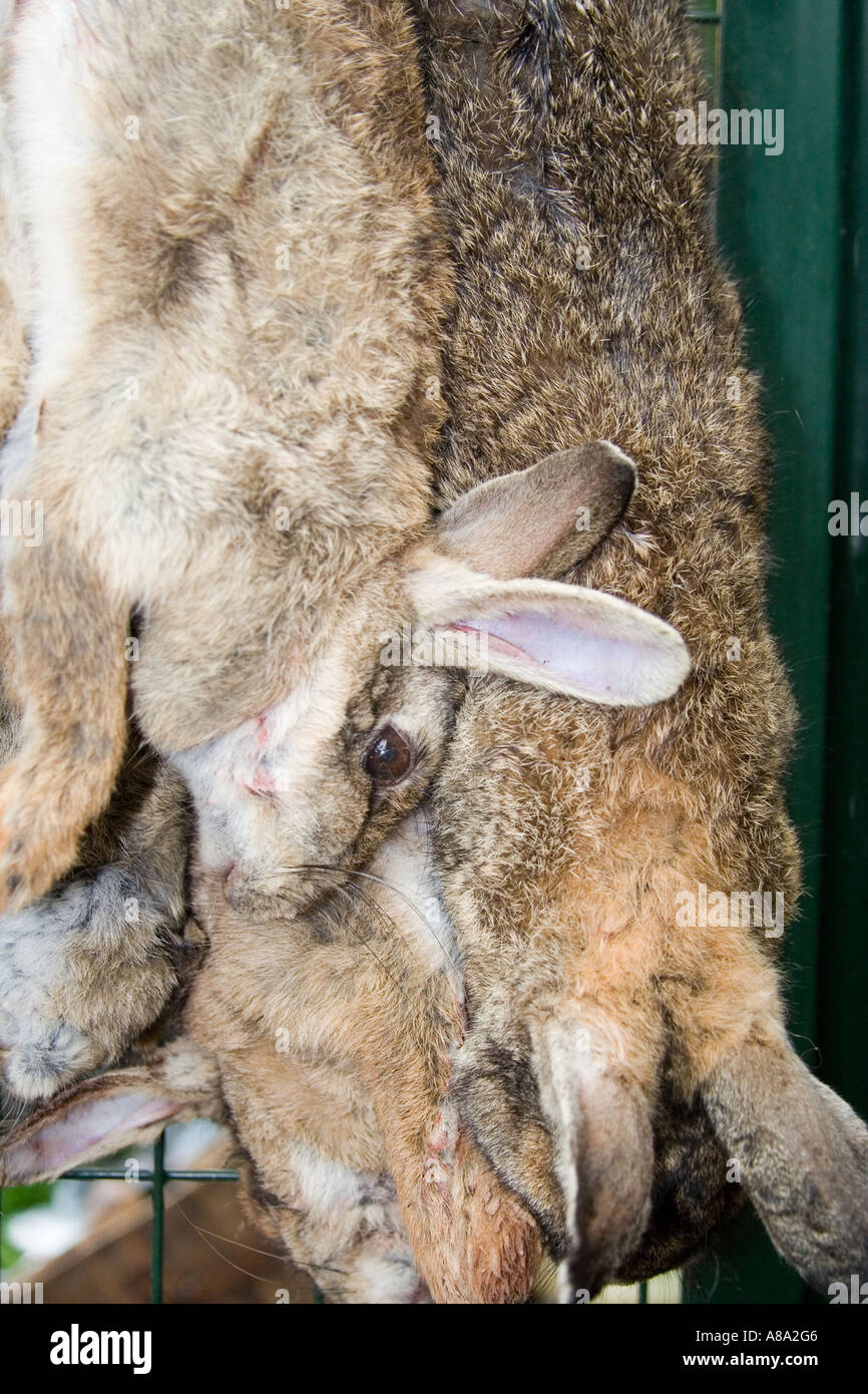 Hängende Kaninchen Stockfoto