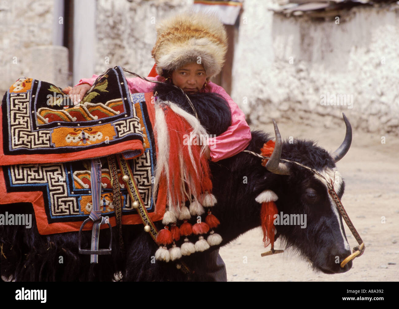 TIBETISCHES Mädchen mit PELZMÜTZE Fuchs ruht auf ihr voll gesattelte YAK-LHASA-TIBET Stockfoto