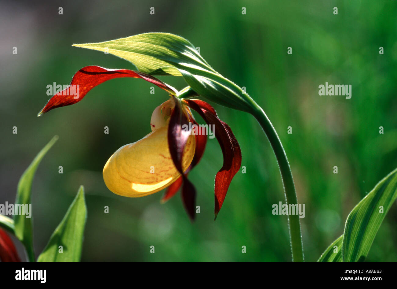 Gelbe Frauenschuh Blume Closeup in Bayern Stockfoto
