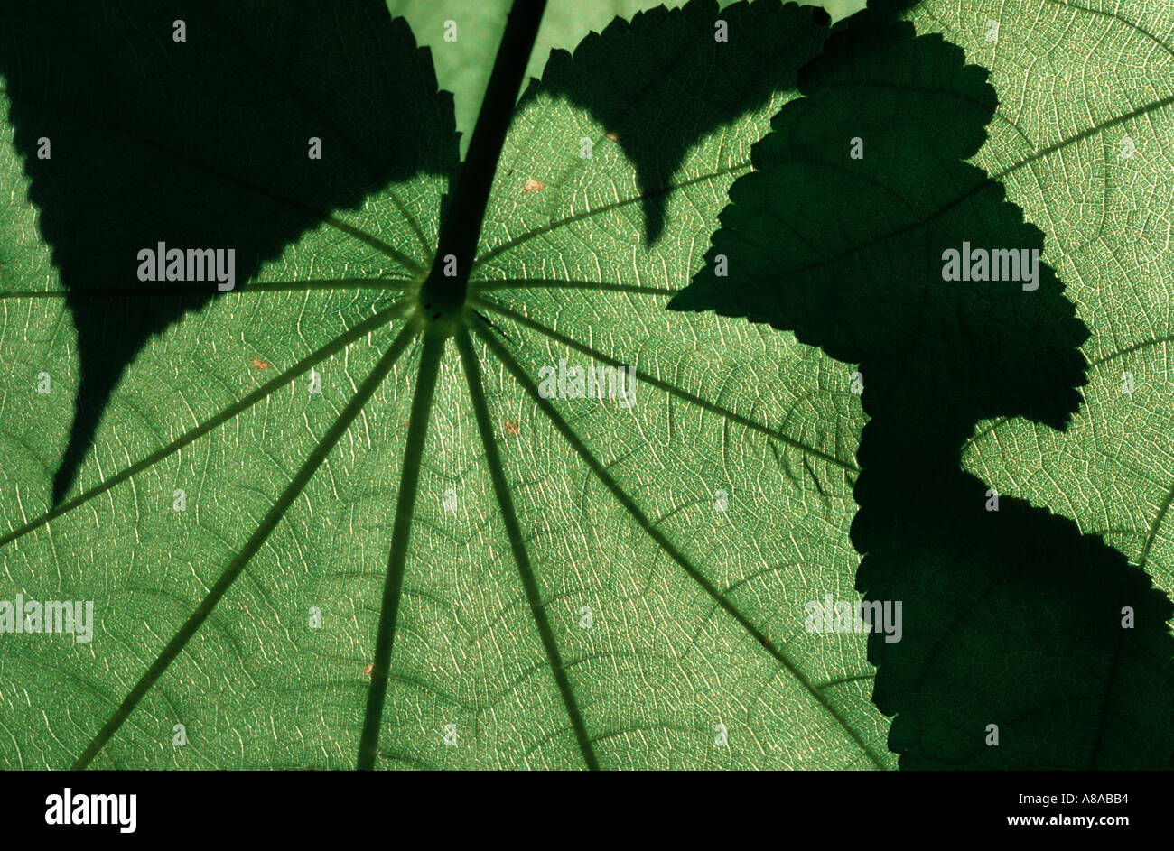 Unterseite eines Blattes einen Topf Pflanzen Sie Sparmannia schimmern im Sonnenlicht Stockfoto