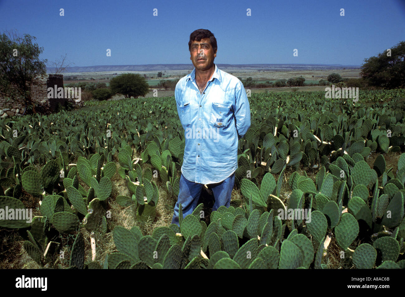 Bauer steht auf seinem Gebiet der Nopal eine Art essbarer Kaktus in der Nähe von Fresnillo Zacatecas, Mexiko Stockfoto