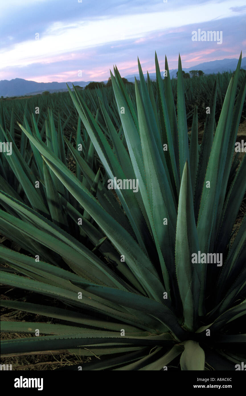 Bereich der blauen Agave-Kaktus in der Herstellung von Tequila in der Nähe von Tequila Jalisco Mexiko verwendet Stockfoto