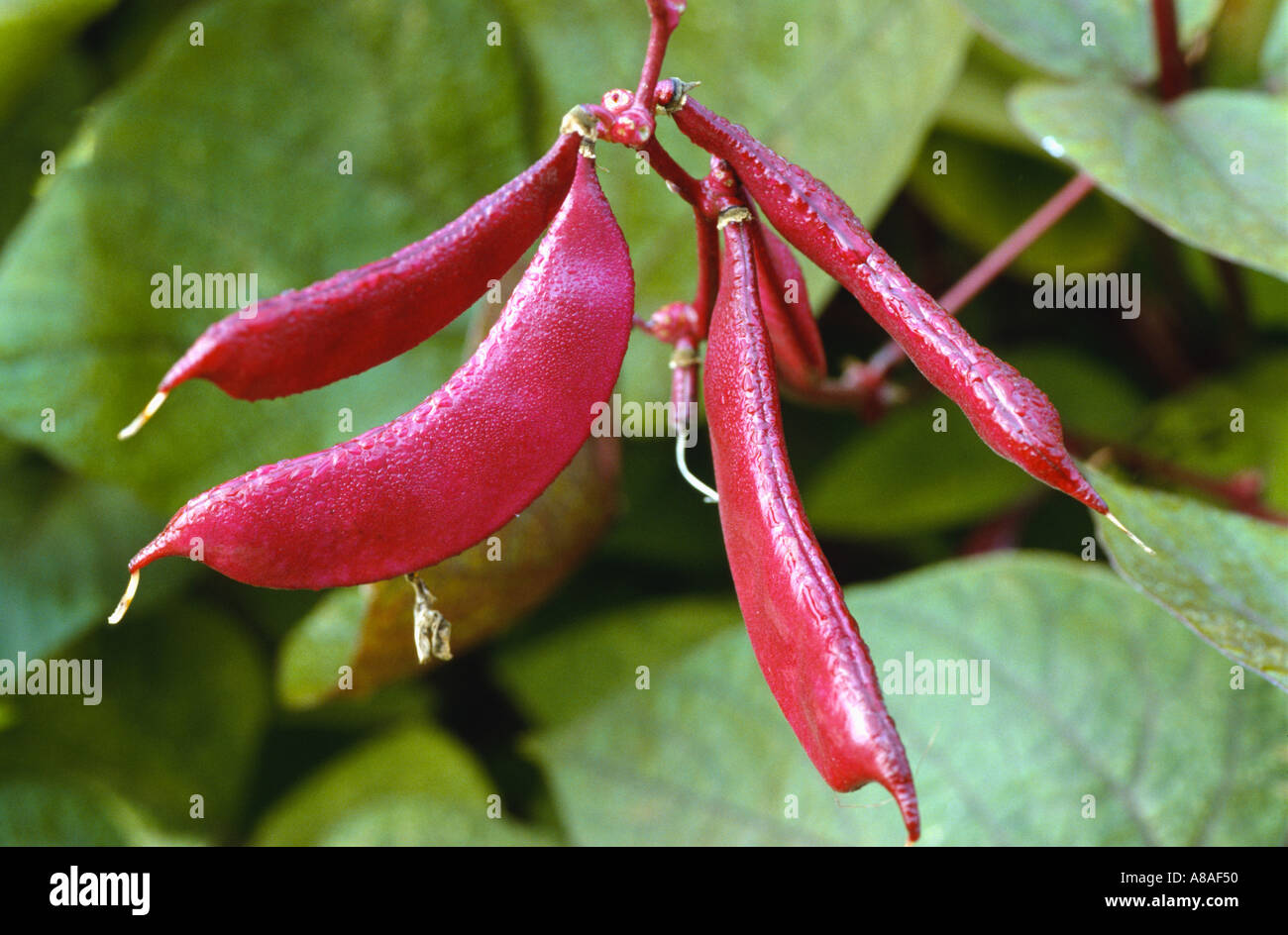Gemüse Glencoe Illinois rote Bohnen auf Pflanze-Morgentau Stockfotografie -  Alamy