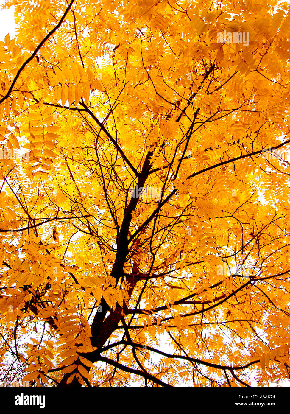 Herbst Baum mit gelben Blättern Baum Mit Klingebiel Feierstimmung Im Herbst Stockfoto