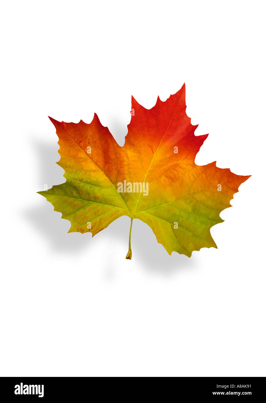 Detail aus einem Ahorn im Herbst Detail Buntes Ahornblatt Im Herbst lassen Stockfoto