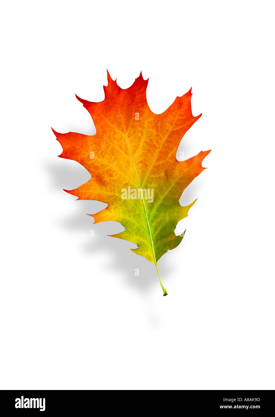 Detail einer Eiche im Herbst Detail Buntes Eichenblatt Im Herbst lassen Stockfoto