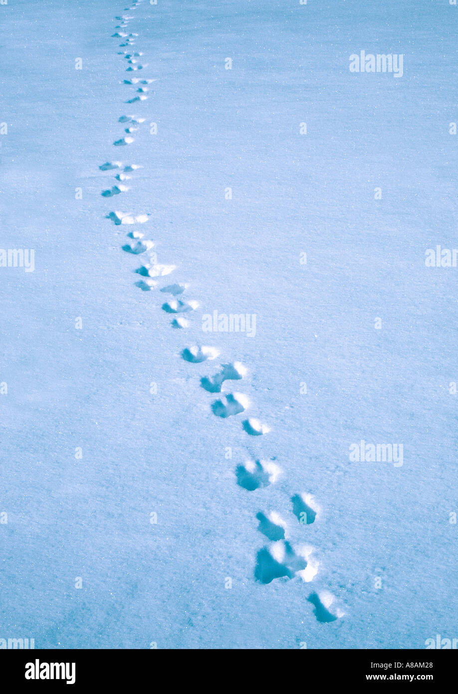 tierische Spuren im Schnee Tierspuren Im Schnee Stockfoto