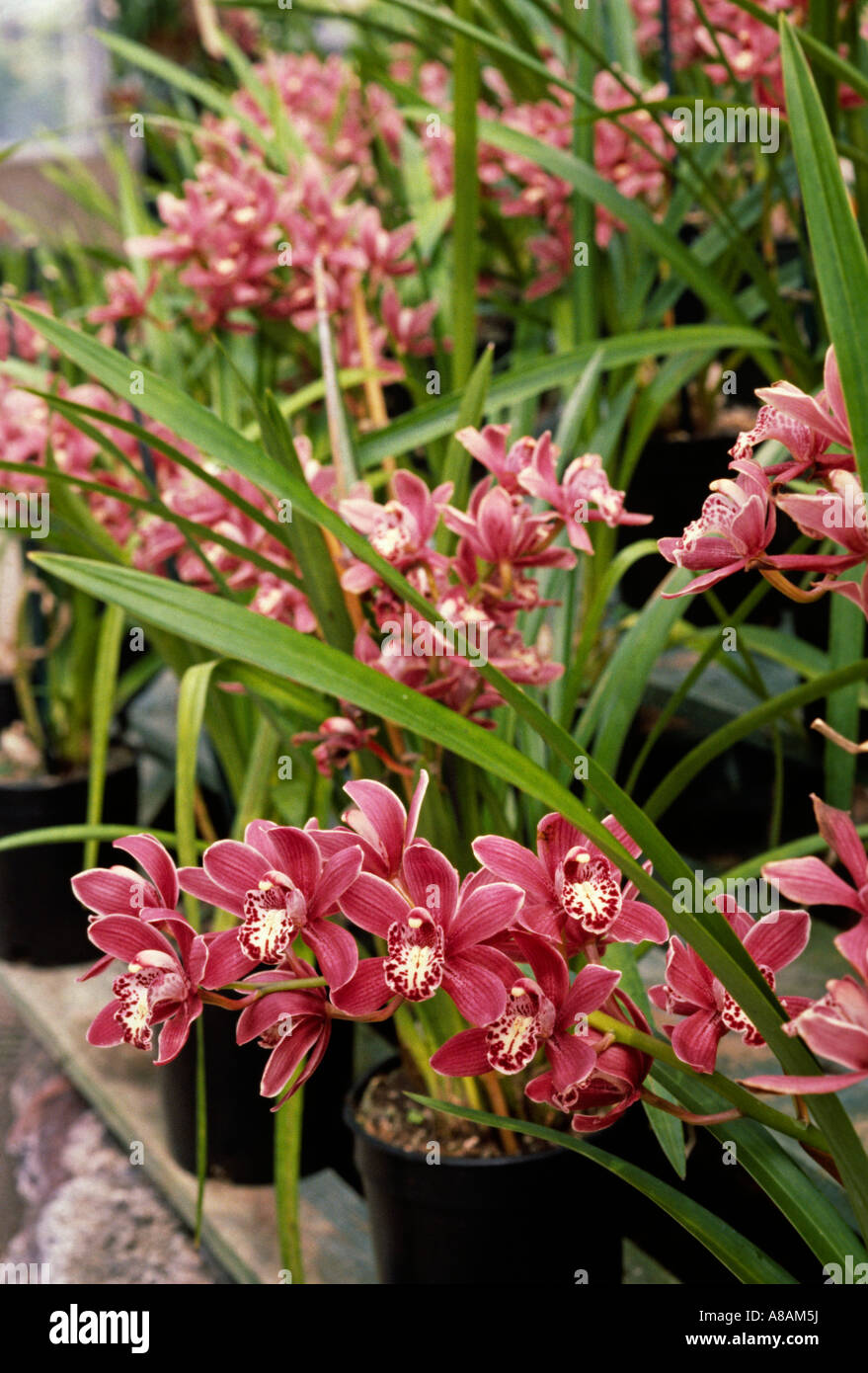 Blühende CYMBIDIUM Orchideen bei ARMACOST ROYSTON ORCHIDEENFARM SANTA BARBARA Kalifornien Stockfoto
