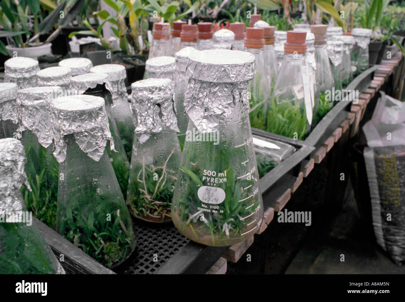 Young-Orchideen wachsen in Flaschen bei ARMACOST ROYSTON ORCHID FARM SANTA BARBARA Kalifornien Stockfoto