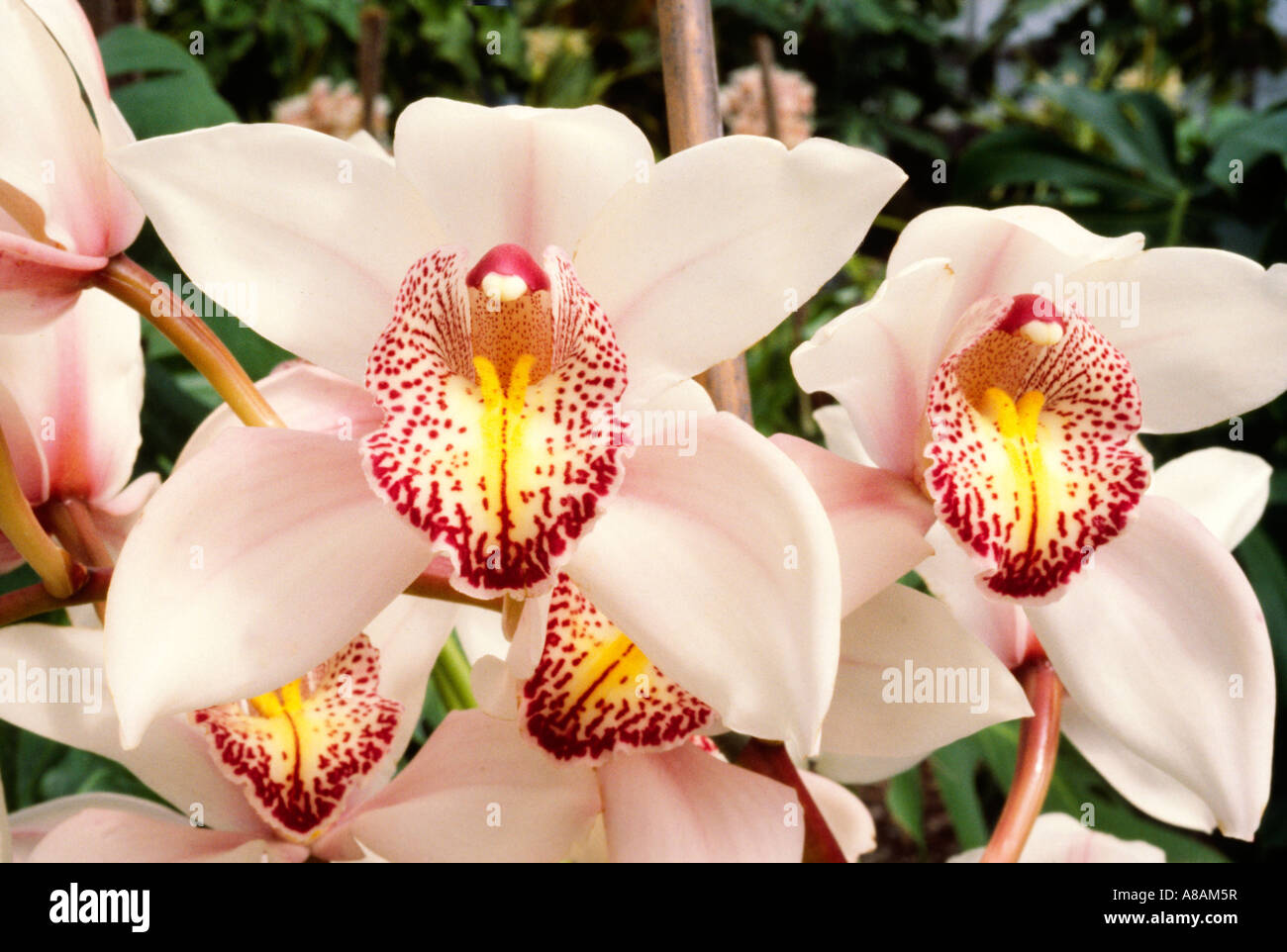 Blühende CYMBIDIUM Orchidee am ARMACOST ROYSTON ORCHIDEENFARM SANTA BARBARA Kalifornien Stockfoto
