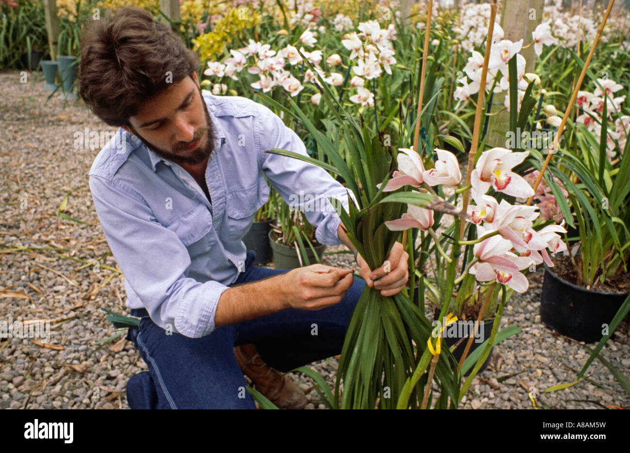 Kindergarten Arbeiter Inspektion CYMBIDIUM Orchidee ORCHID Farm SANTA BARBARA Kalifornien Stockfoto