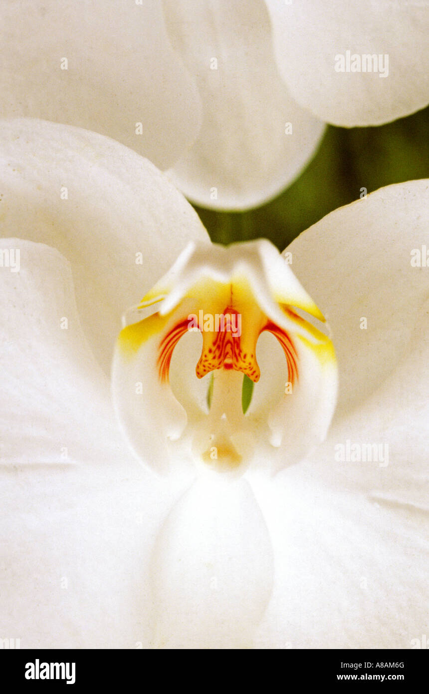 PHALAENOPSIS NACHTFALTER Orchidee in voller Blüte zu Blumenfarm SANTA BARBARA Kalifornien Stockfoto