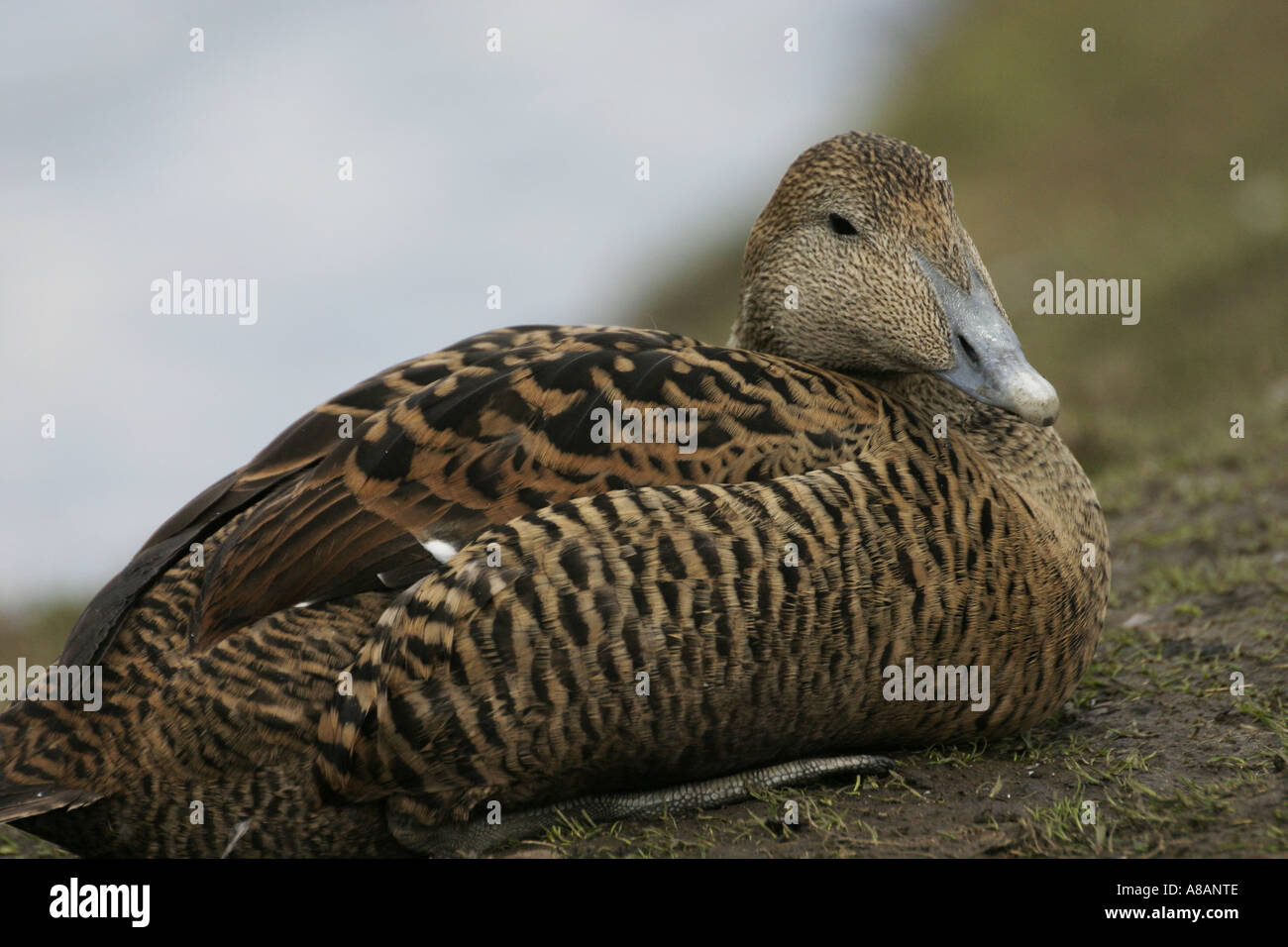 Eiderente weiblich, Somateria mollissima Stockfoto