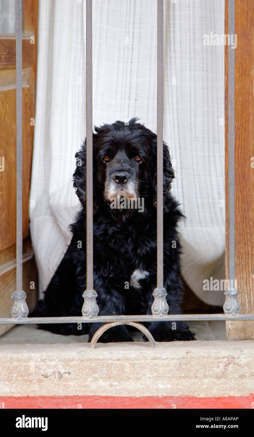 Ein COCKER SPANIEL schaut sehnsüchtig aus einem vergitterten Fenster GUANAJUATO Mexiko Stockfoto