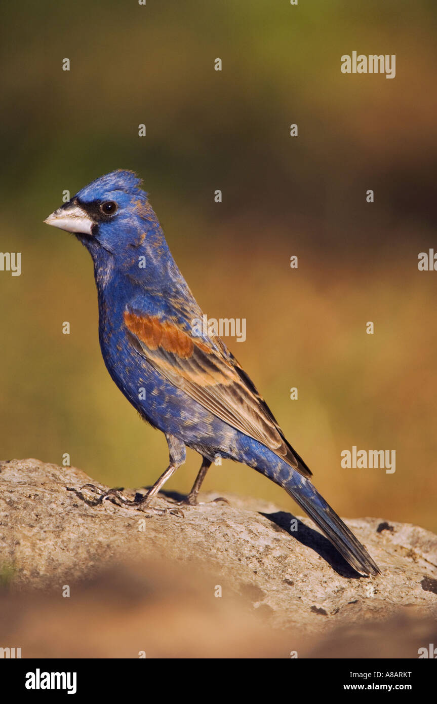 Blaue Kernbeißer Guiraca Caerulea männlichen Uvalde County Texas Hill Country USA April 2006 Stockfoto
