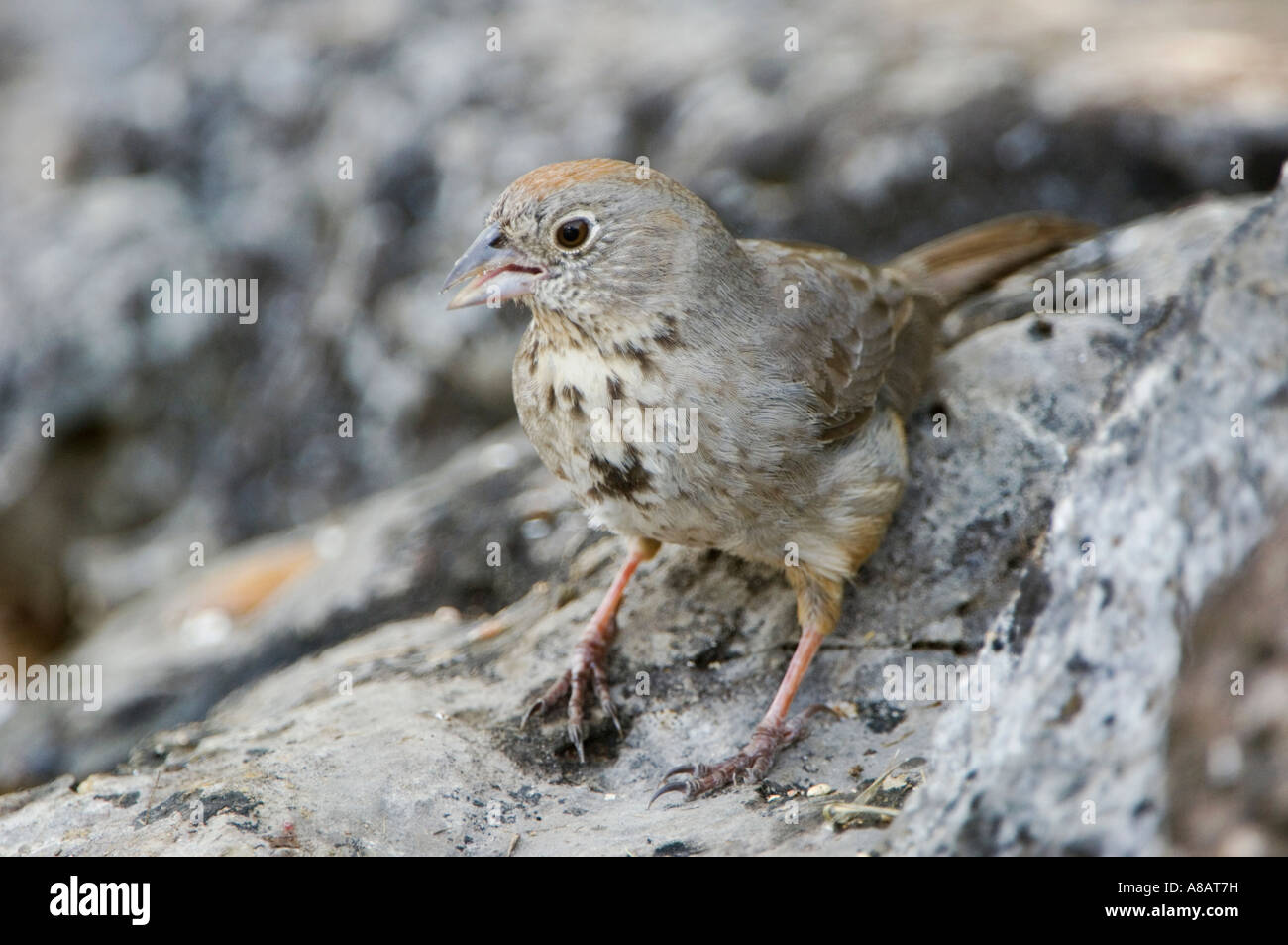Canyon Towhee, Pipilo Fuscus Erwachsenen Uvalde County Texas Hill Country USA April 2006 Stockfoto