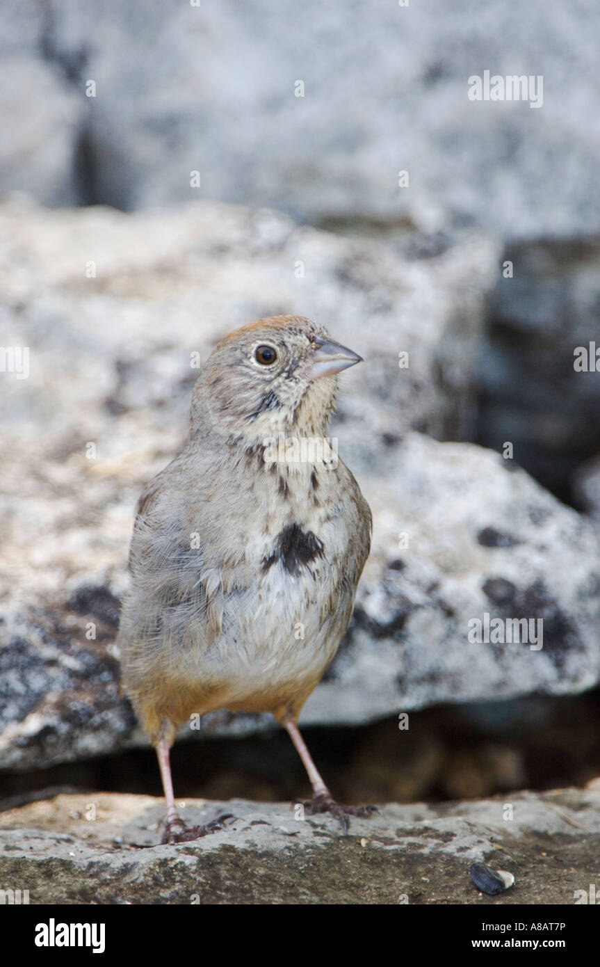 Canyon Towhee, Pipilo Fuscus Erwachsenen Uvalde County Texas Hill Country USA April 2006 Stockfoto