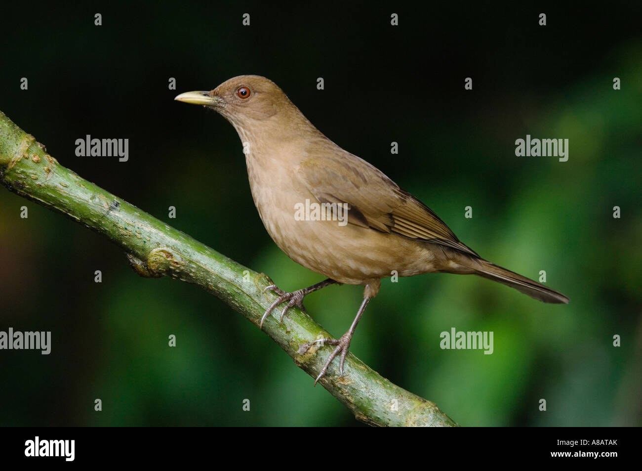 Clay-Colored Robin Turdus Grayi Erwachsenen thront Zentraltal Costa Rica Mittelamerika Dezember 2006 Stockfoto