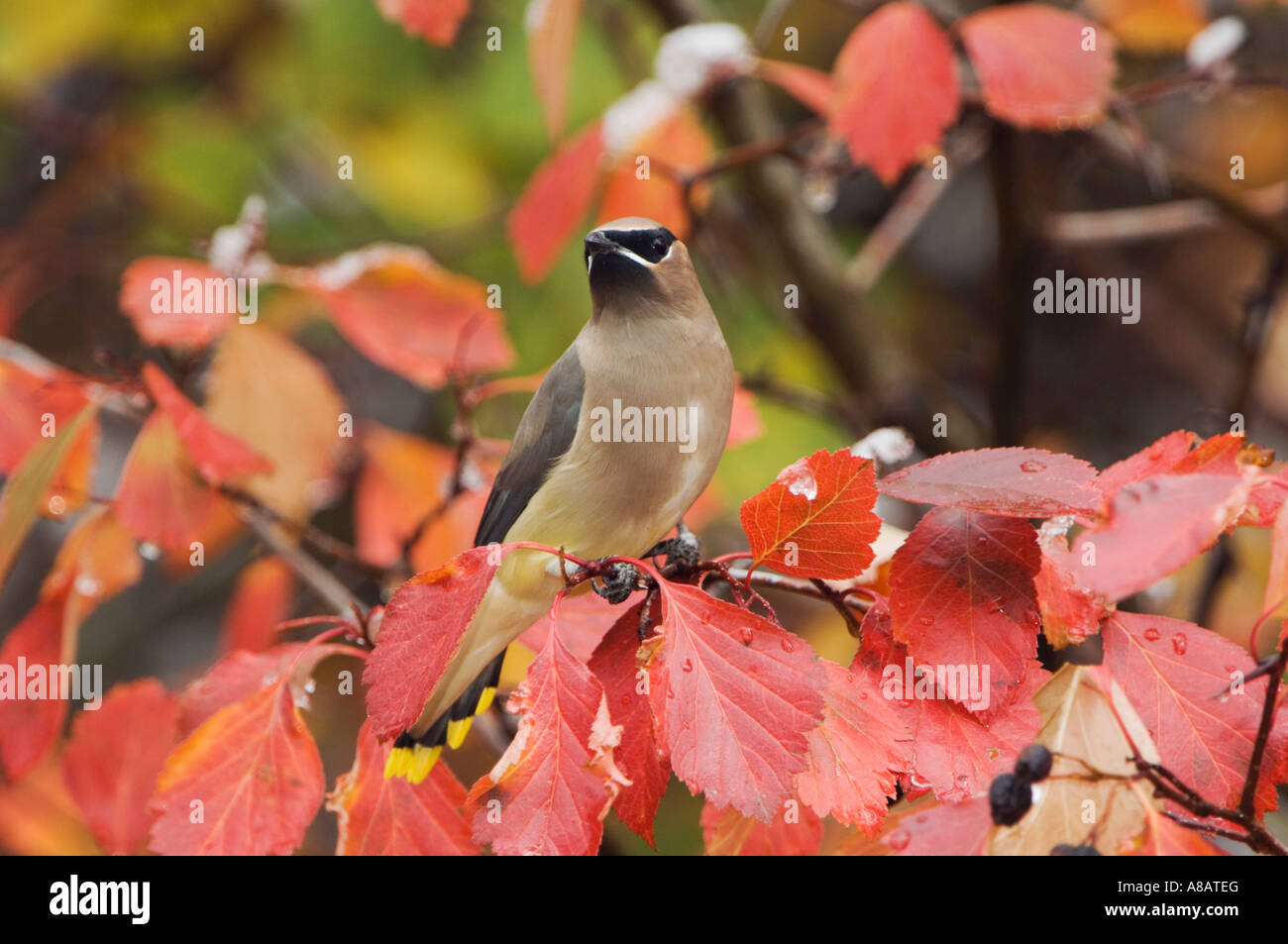 Zeder Seidenschwanz Bombycilla Cedrorum Erwachsene auf Weißdorn mit Fallcolors Grand Teton NP Wyoming September 2005 Stockfoto