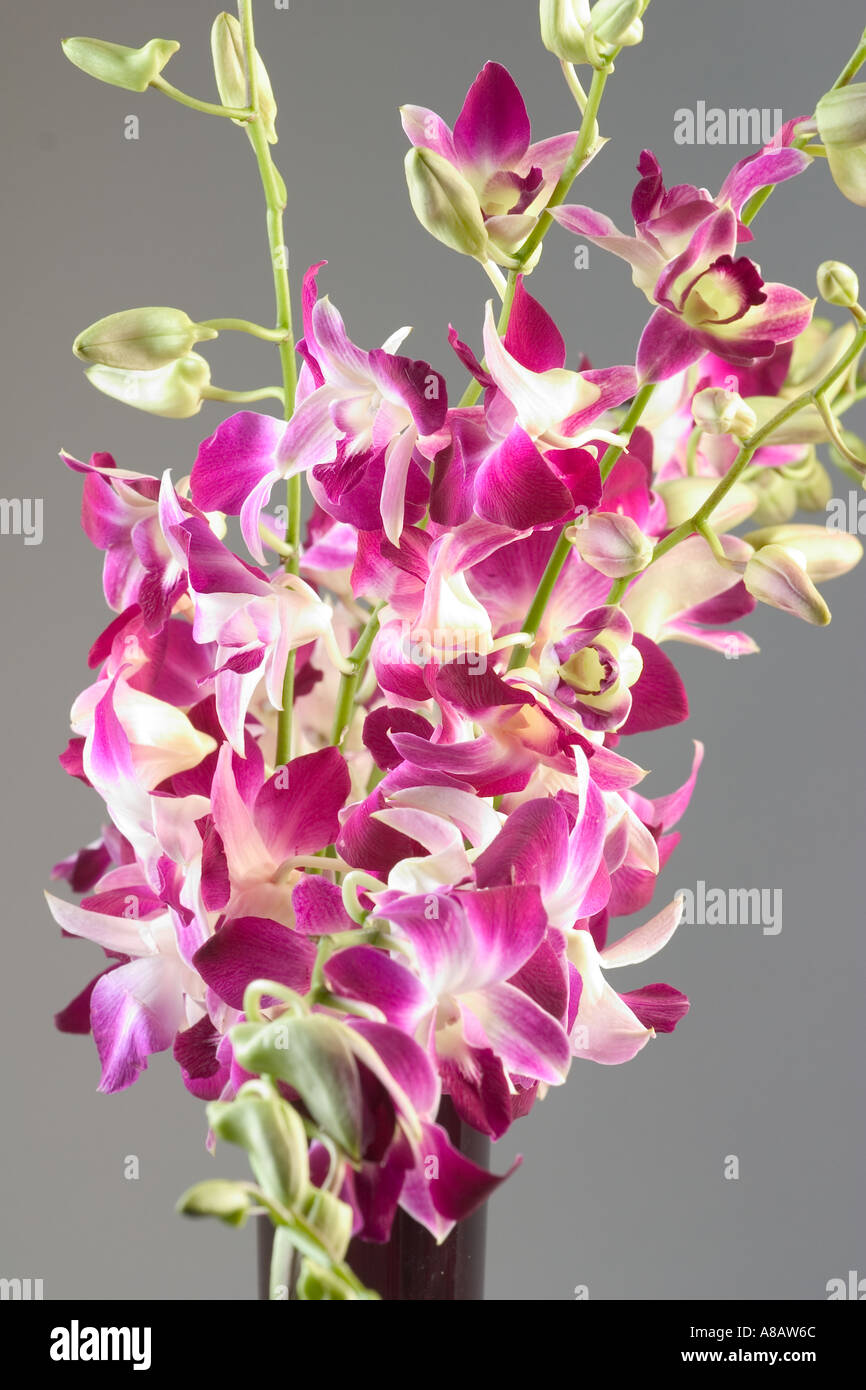 Die optisch orgastische Sinnlichkeit von Orchideen erfreuen uns Stockfoto