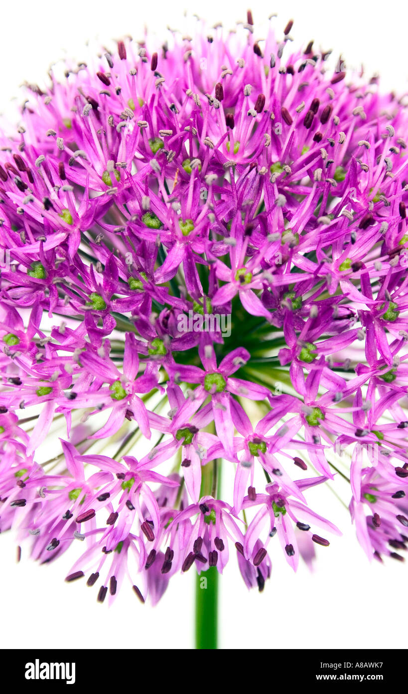 Schließen Sie zugeschnittenen Schuss von Allium vor einem weißen Hintergrund Stockfoto