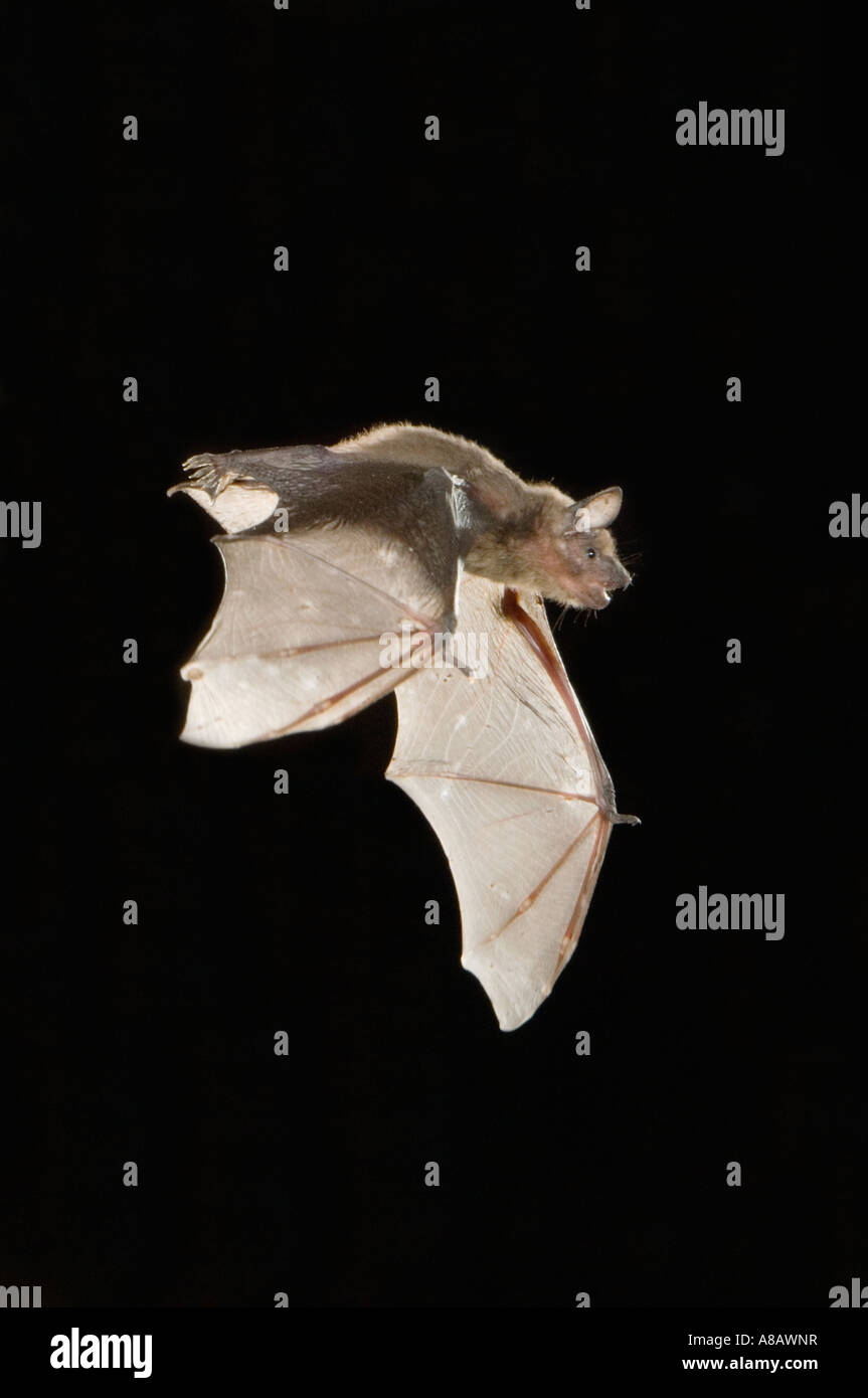 Am Abend Bat Nycticeius Humeralis Erwachsenen im Abflug Tag Roost in Baumhöhle Rio Grande Valley, Texas Stockfoto
