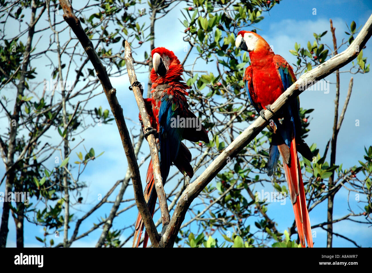 Zahmen Aras fliegen frei im Garten des Waku Lodge neben der Lagune von Canaima Stockfoto