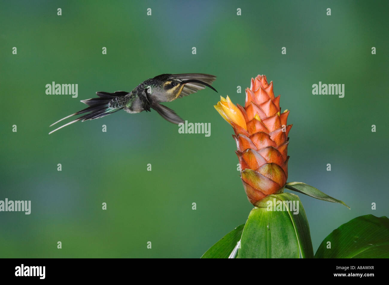 Grün Einsiedler Kolibri Phaethornis Kerl Weibchen im Flug Fütterung an Spiral Ginger Zentraltal Costa Rica Stockfoto