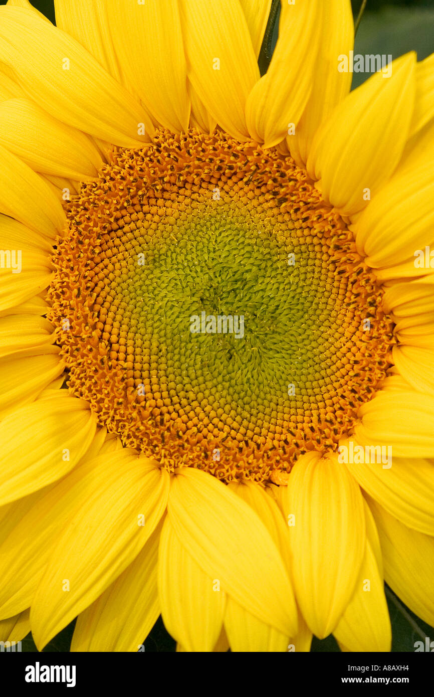 Schuss von gelben Sonnenblumen Kopf "Helianthus Annus" hautnah Stockfoto