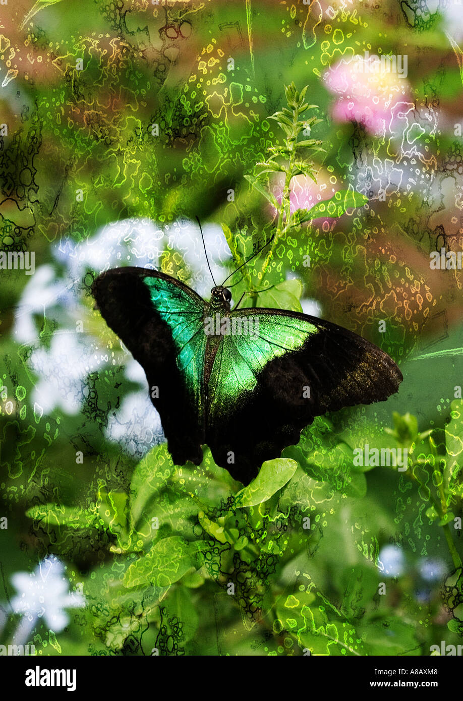 Surreale Foto-Illustration mit hellen Fett Blumen und Schmetterlinge. Stockfoto