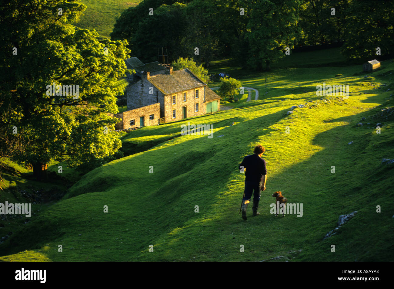 EIN SCHAFZÜCHTER IN DEN YORKSHIRE DALES HEIMWÄRTS GEBUNDEN IN ABENDSONNE MIT SEINEM HUND ENGLAND UK Stockfoto