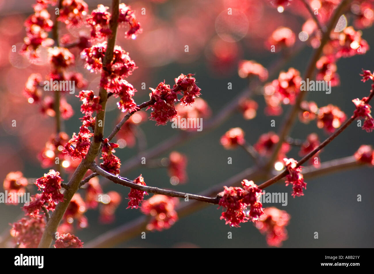 Rot-Ahorn Blatt Blüten an einem schönen Morgen März. Stockfoto