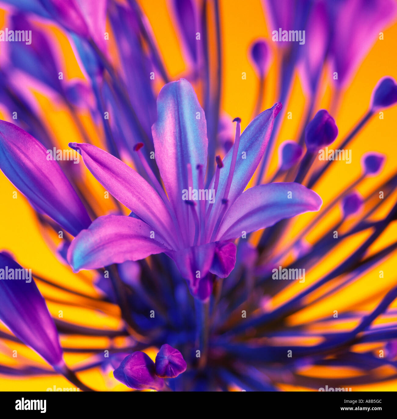 Agapanthus Stockfoto