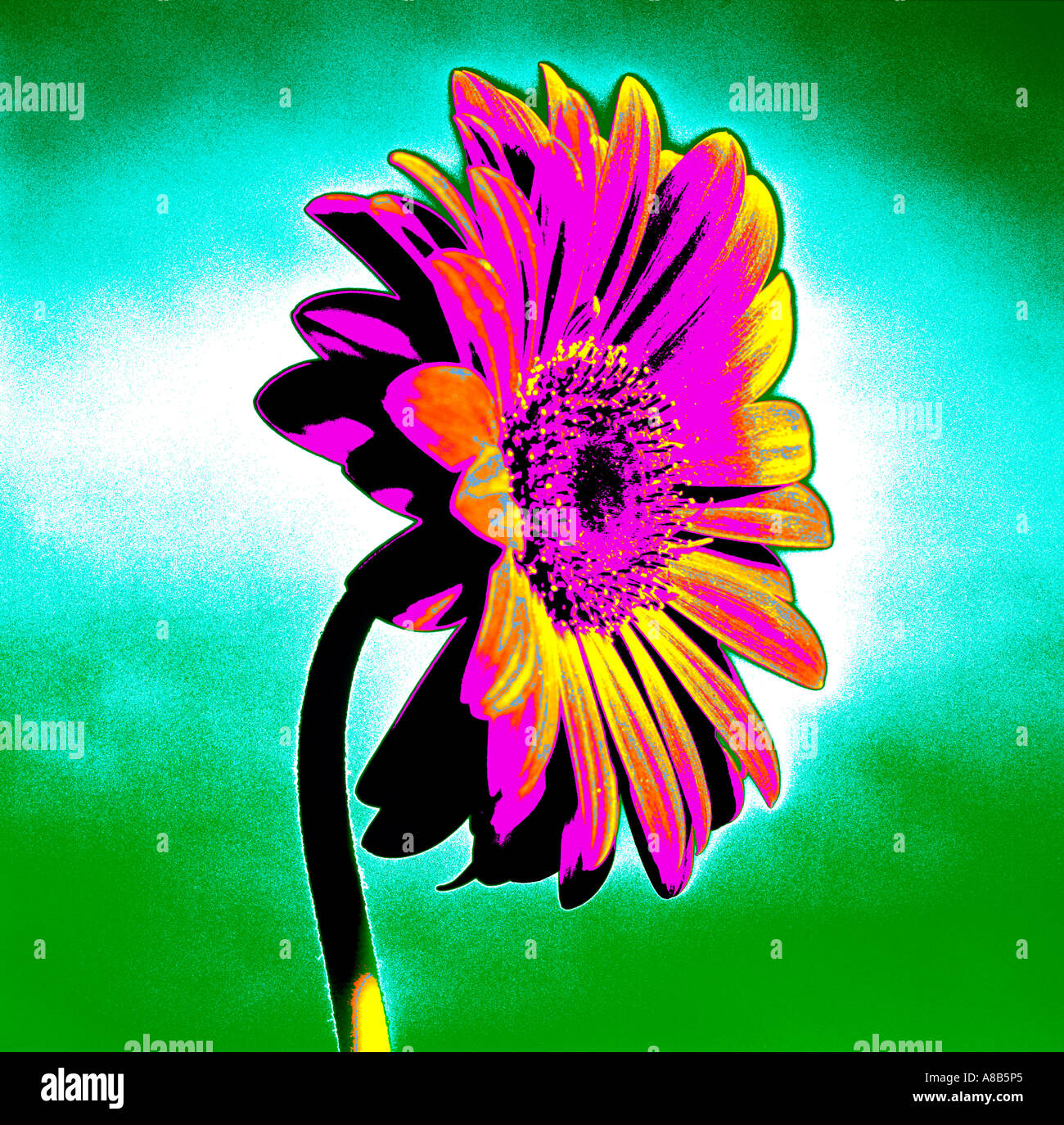 Gerbera "African Daisy" Stockfoto