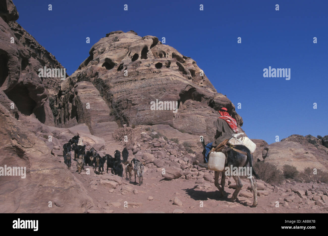 Beduinen und Ziegen Petra Jordan Stockfoto